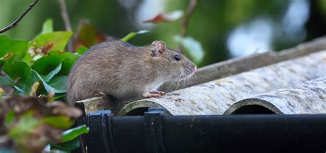 Roof Rats Phoenix | Rodent Control Phoenix | Call Us Today