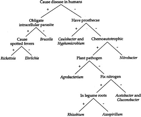 Proteobacteria