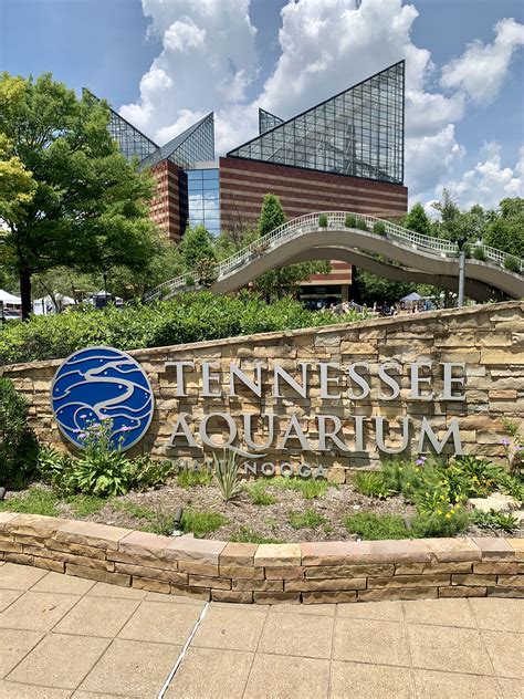 Tennessee Aquarium | Tennessee aquarium, Aquarium, Places