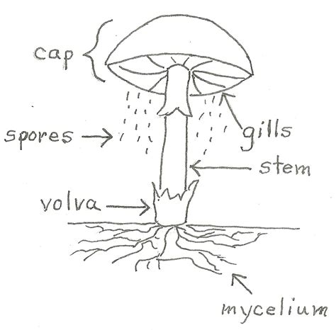 Mycelium : The large amount of hyphae located in the soil, tree, or whatever the fungi is living in.