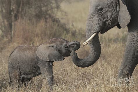 Baby Elephant and Mother Photograph by FuXiang Xia - Fine Art America