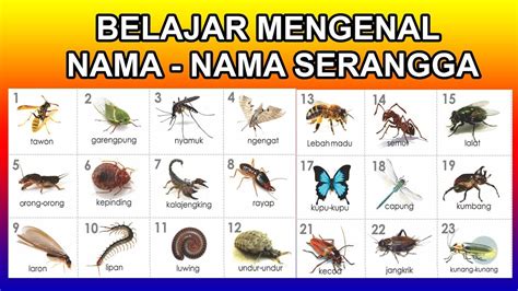 Nama Serangga - Homecare24