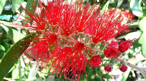 MLeWallpapers.com - Bottlebrush Flower