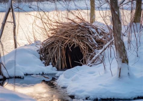 Premium AI Image | Beavers are the secondlargest living rodents