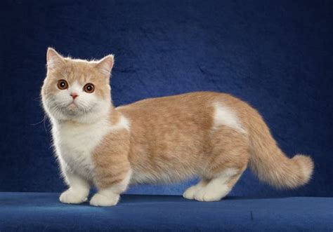 ≡ Small Cat Breeds: TOP-15 Smallest Cat Breeds You Can Own