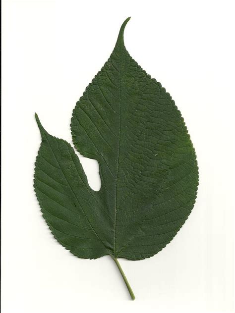 Leaf of Red Mulberry Photograph by Mary Ann Southern | Fine Art America