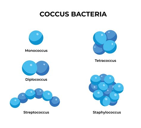 Streptococcus Shape