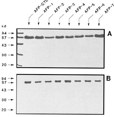 Molecular mass characterization and immunoblot analysis of AFP ...