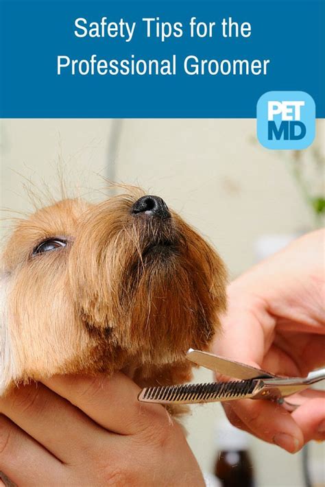 Learn how to groom like a pro with these safety tips from a professional groomer's point of view ...