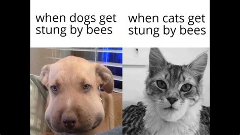 When dogs get stung by bees, When cats get stung by bees - YouTube