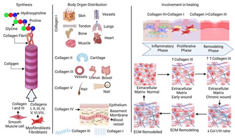 Regulation of Collagen I and Collagen III in Tissue Injury and Regeneration