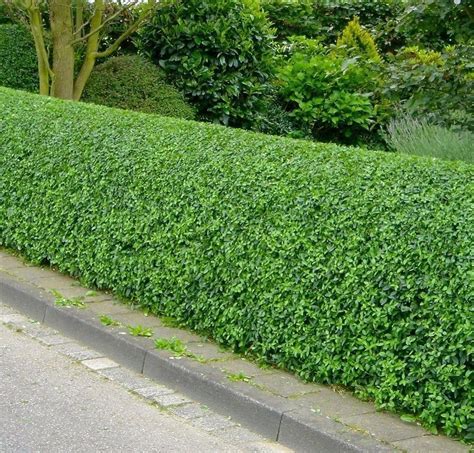 100 Wild Privet Hedging Ligustrum Plants Hedge 25-35cm,Quick Growing ...