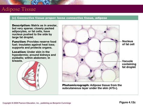 PART 3 Tissues. - ppt download