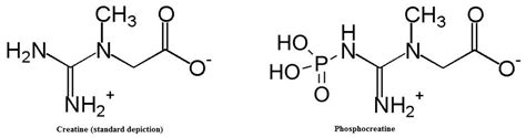 A Quick Look at Creatine | Ketogains