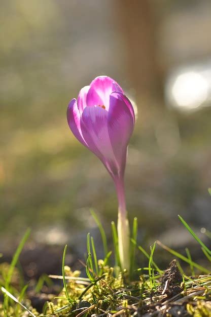 Premium Photo | Purple crocus flower