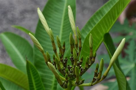 from my garden: Plumeria / frangipani / pokok bunga kemboja