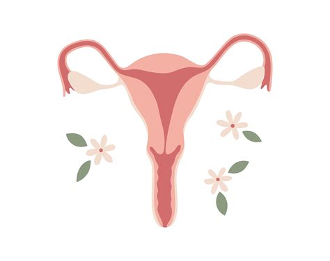 Digital Clip Art, Digital Drawing, Uterus Art, Raster Image, Png, Silhouette Studio Designer ...