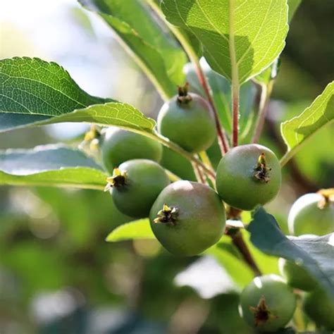 Malus Gorgeous - Crab Apple Garden World Nursery