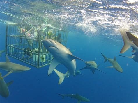 North Shore Shark Adventures | Premier Shark Tours on Oahu