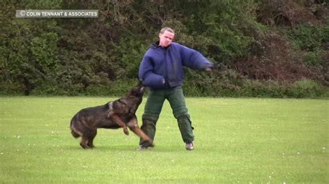 BEST POLICE DOG TRAINING - YouTube