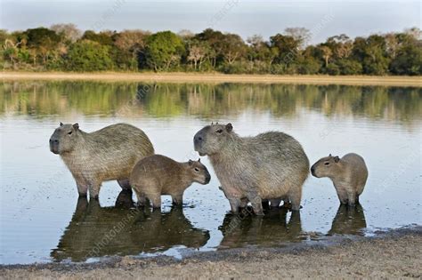 Capybara family - Stock Image - C010/2440 - Science Photo Library