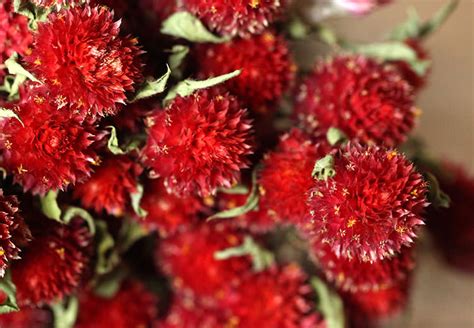 Globe Amaranth | LoveJoy Farms