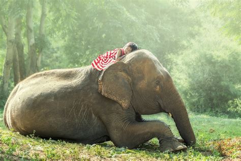 Child girl | Child girl sleeping on baby elephant | Santi foto | Flickr