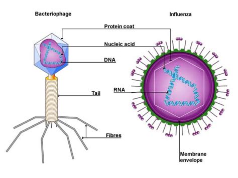 Virus Diagram Labeled - ClipArt Best