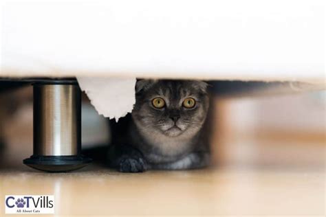 Cat Hiding Under Bed: 6 Reasons Why And How to Stop Them