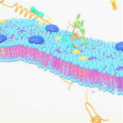 Cell membrane diagram 3D model animated | CGTrader