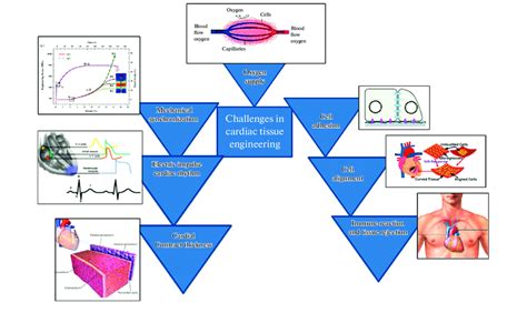 The picture highlights the challenges of cardiac tissue engineering ...