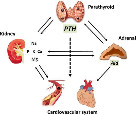 Parathyroid Hormone Pth Has Which Effects on the Kidney - Kenley-has-Oneill