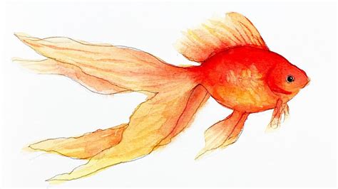 Relaxing Watercolor - How to Draw and Paint a Goldfish for Beginners - YouTube | Sketching ...