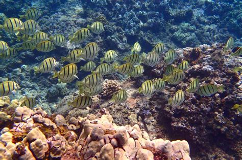 Makai Adventures Lanai Snorkel