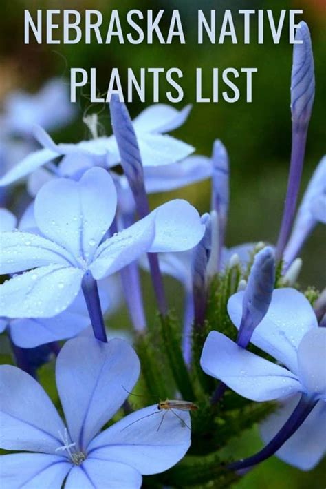 Nebraska Native Plants List: 18 Stunning Flowers For Your Garden