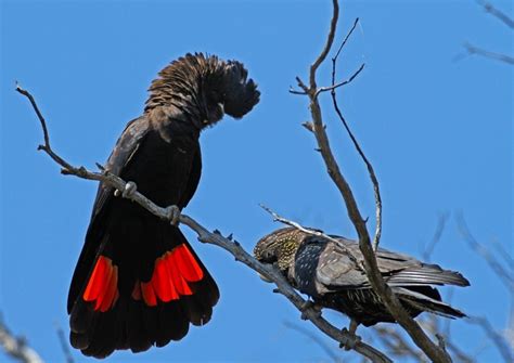 Red-Tailed Black Cockatoo Facts, Care as Pets, Habitat, Diet, Pictures