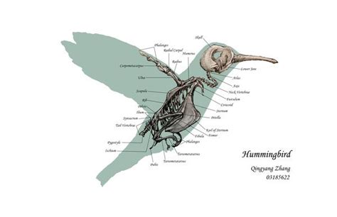 hummingbird anatomy - Google Search | Bird drawings, Animal skeletons ...