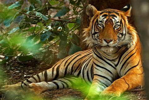 Protect a Pristine Corridor for Tigers in India – Rainforest Trust