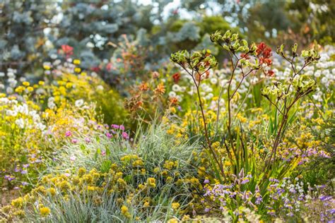 All hail the King: It’s wildflower time in Perth’s amazing Kings Park - Starts at 60