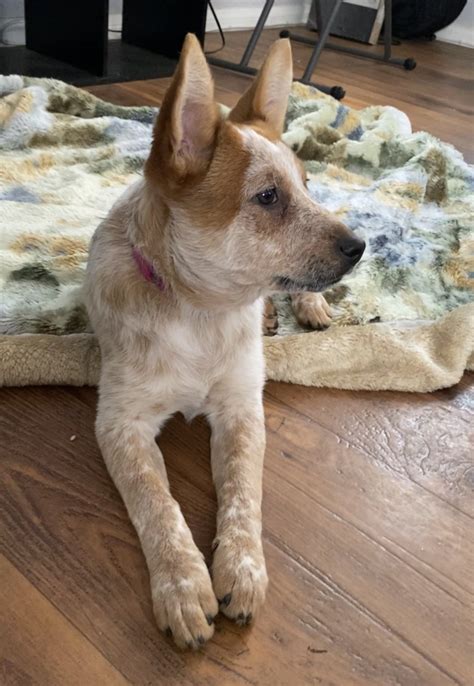 Australian Red Heeler Puppies For Sale | San Diego, CA #320380