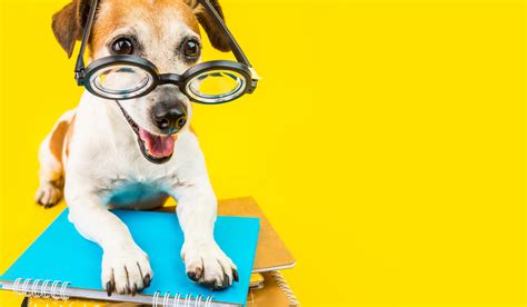 Benefits of Having Dogs in the Classroom - Embarkvet