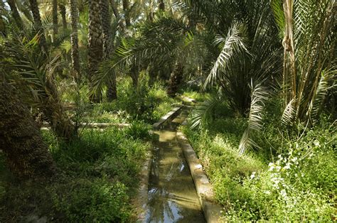 Falaj Al Ain Oasis (1) | Al Ain | Pictures | United Arab Emirates in ...