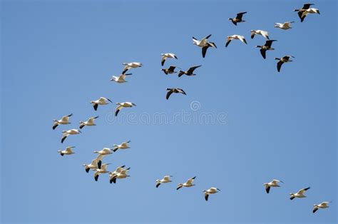 Greater White-Fronted Geese Flying among the Snow Geese Stock Image ...