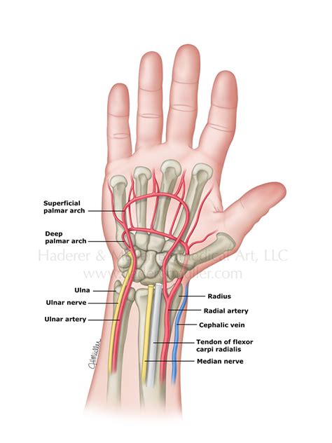 Arteries | HADERER & MULLER