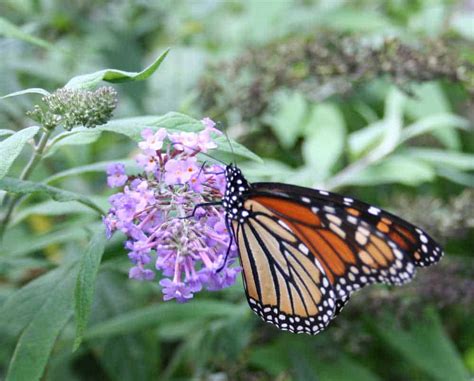 Butterfly Garden Flowers - Home Garden Joy