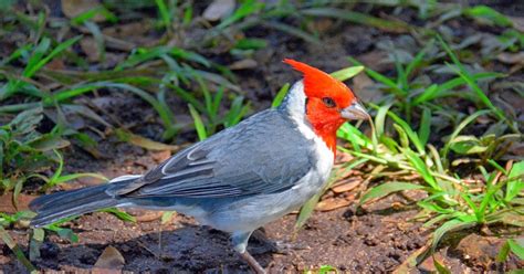 Shutterbugs Capturing the World Around Us: Red Crested Cardinal