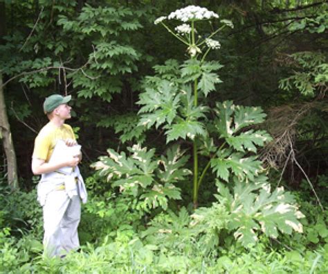 Giant Hogweed Plant May Cause Blindness, Severe Skin Irritation And Scarring -- So Don't Touch ...