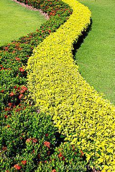 Shrubs garden decoration | Front garden landscape, Garden shrubs ...