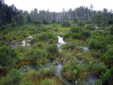 Pine Barrens Wetland - Protecting the New Jersey Pinelands and Pine ...