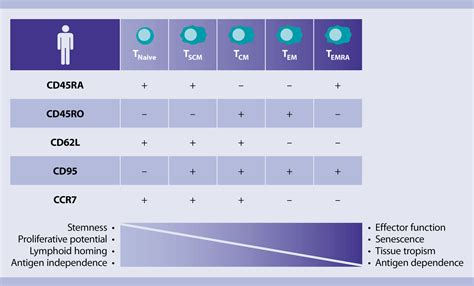 Pan T cells (human) | Miltenyi Biotec | Belgique